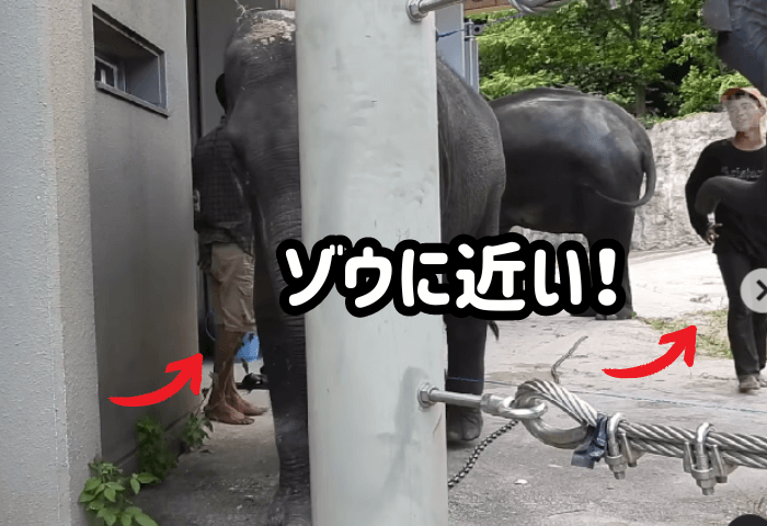 福岡市動物園でゾウの飼育をするマフーとゾウ達